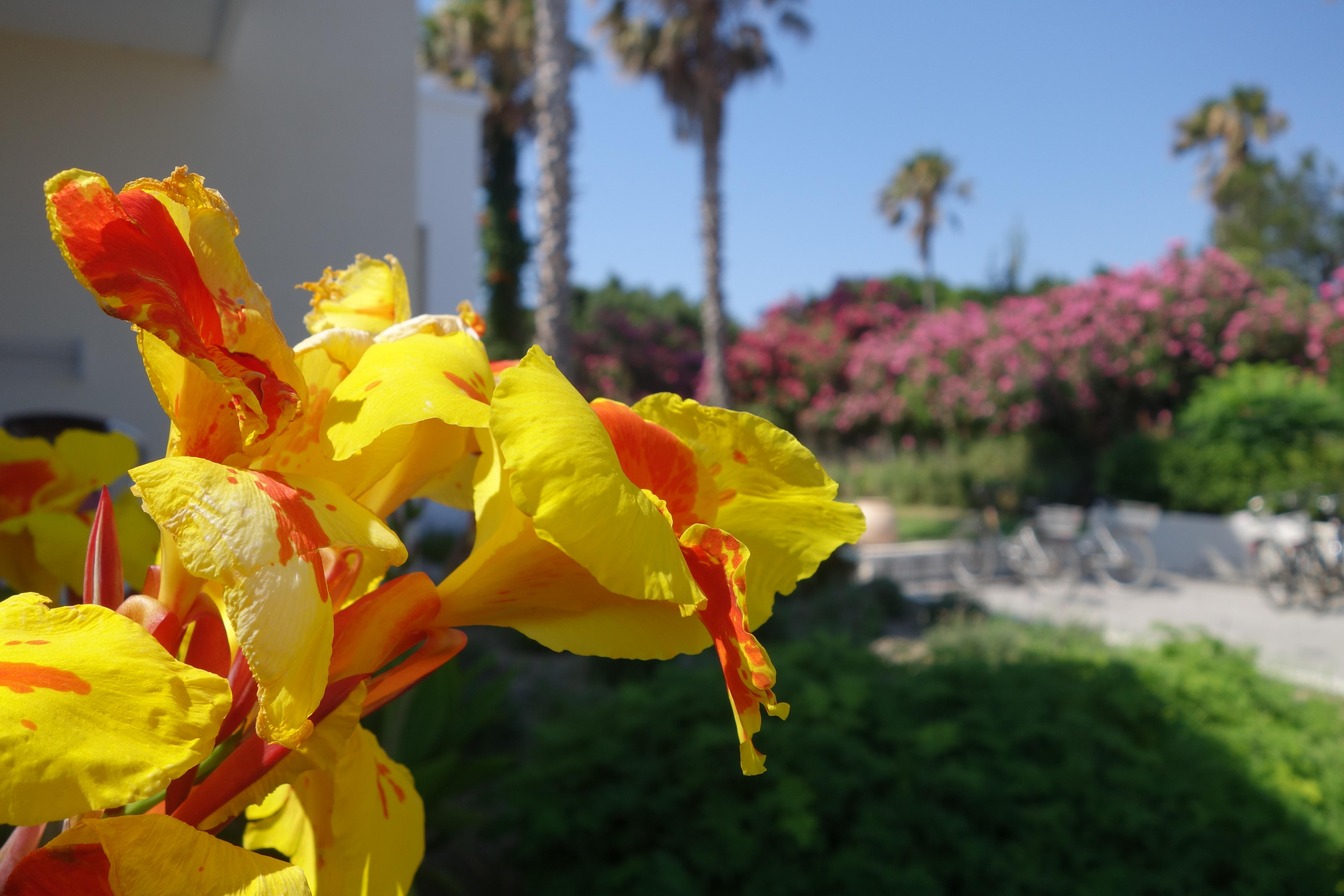 פסאלידי Andromeda Hotel Apartments מראה חיצוני תמונה